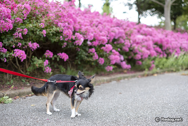 チワワの散歩中に見かけたピンク色の花